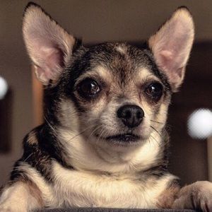 Meet your Posher, Carla